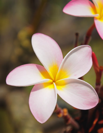 Floral Plumeria