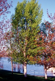 Floral Silver Birch 