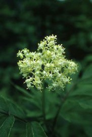 Floral Red Elder