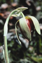 Floral Califrnia Pitcher Plant 