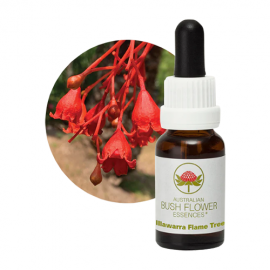 Floral Illawara Flame Tree 15 ml