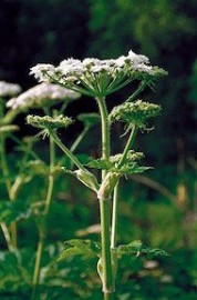 Cow Parsnip Floral do Alaska