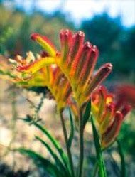 Catspaw Florais da Living Essences 15 ml