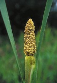 Floral Cattail Pollen 