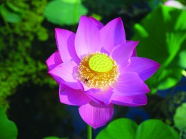 Floral Lotus 