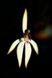 Floral Living Essences Leafless Orchid 15 ml