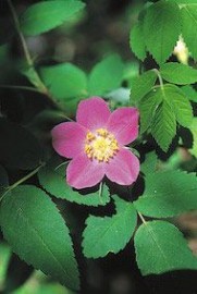 Floral Prickly Wild Rose 