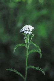 Floral Yarrow ALA 