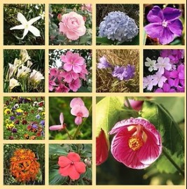 Gentileza F�rmula de Gaia   Validade Pr�xima