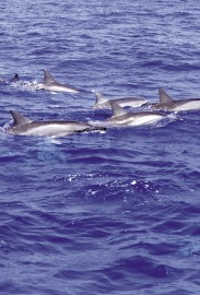 Essncia Marinha Dolphin 