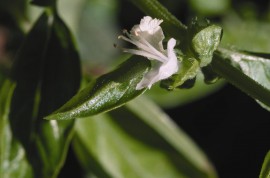 Floral Basil 