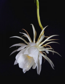 Floral Night Blooming Cereus