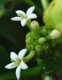 Floral Noni