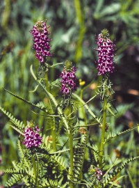 Floral Pedicularis 