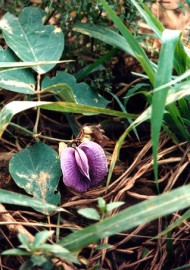 Frmula Limpando Traumas 10 ml 