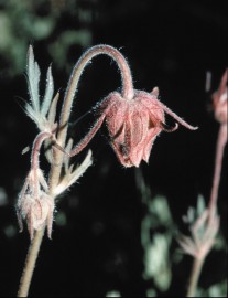 Floral Downy Avens 