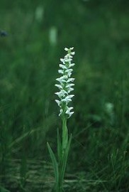 Floral Bog Candle 