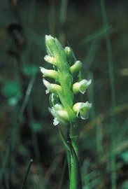 Floral Ladies Tresses 