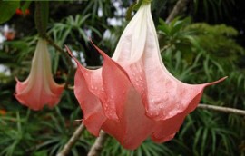 Trombeta de Anjo Rosa   Validade Pr�xima