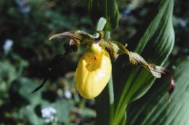 Floral Lady's Slipper 