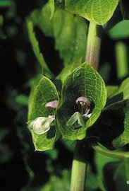 Floral Green Bells of Ireland ALA 