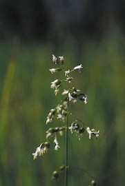 Floral Sweetgrass 