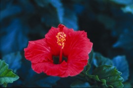 Floral Hibiscus 