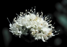 Floral Califrnia Valerian 