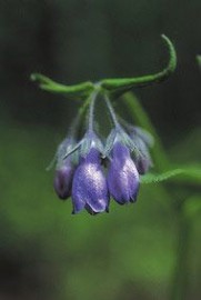 Floral Chiming Bells 