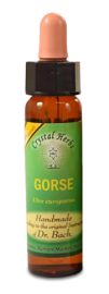 Floral Gorse 10 ml