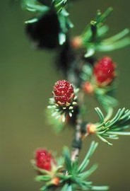 Floral Tamarack