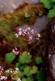 Floral Alum Root 