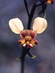 Donkey Orchid Floral da Living Essences 15 ml