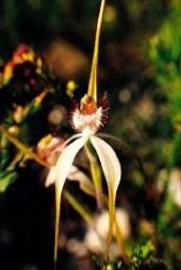 White Spider Orchid Floral da Living Essences 15 ml