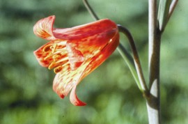 Floral Scarlet Fritillary 