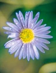 Brachycombe Floral da Living Essences 15 ml