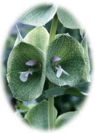 Floral Green Bells of Ireland 