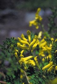 Floral Golden Corydalis 