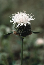 Floral Mountain Pennyroyal 