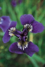 Floral Wild Iris 