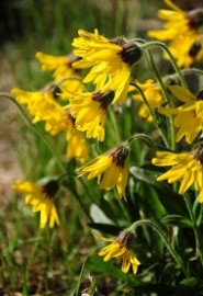 Floral Alpine Arnica 