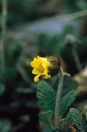 Floral Yellow Dryas 