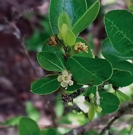 Estrela da Vida    Validade Pr�xima