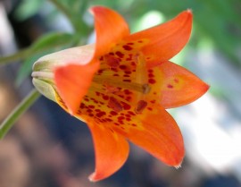 Floral Alpine Lily 