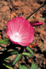 Floral Mallow Sildacea 