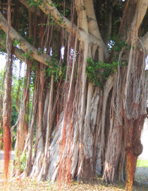 Floral Banyan Tree