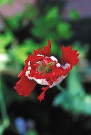 Floral Opium Poppy 