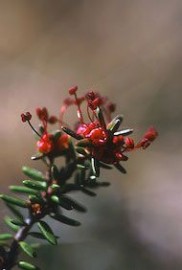 Floral Crowberry 