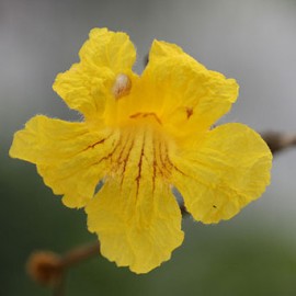 Floral Ip Amarelo 10 ml