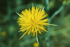 Floral Star Thistle 